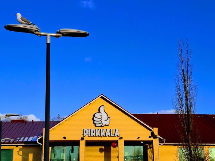Varis ja ennennäkemätön lokki Pirkkalassa